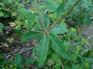 Euphorbia crenulata Leaf
